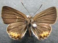 Pseudodipsas eone iole - Adult